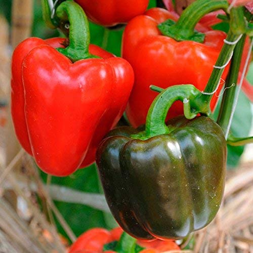 Golden Hills Farm CAPSICUM Yolo Wonder Chili Pepper Seeds Vegetable Seeds Home Garden Seeds 100 seeds (B07NYF88LP) Amazon Price History, Amazon Price Tracker