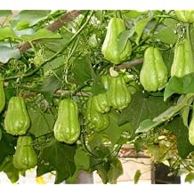 New 75pcs Green Chayote Vegetable Seeds