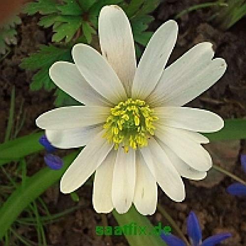 225 Blumenzwiebeln Krokuszwiebeln Narzisse Krokus Anemone Winterling Bienen- Tischlein deck dich