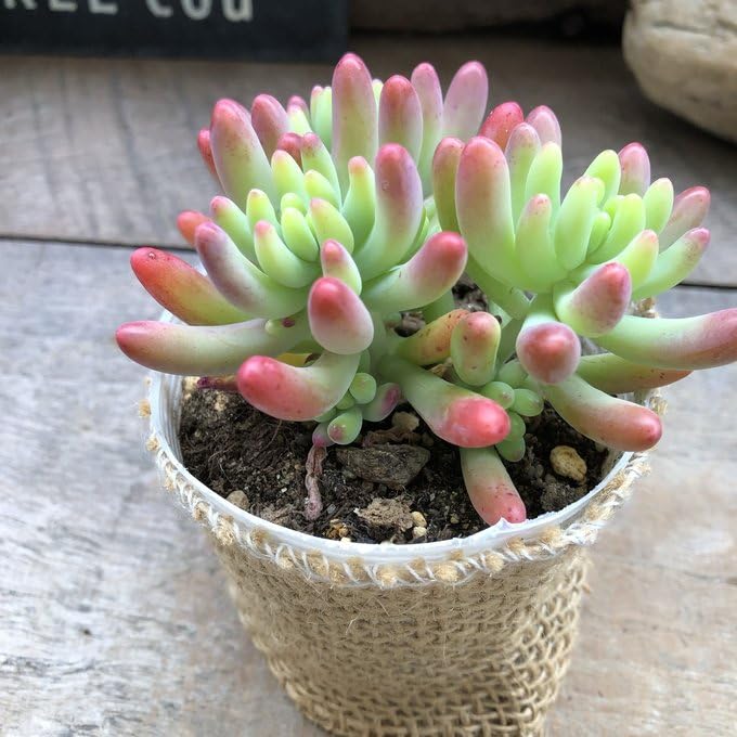 Amazon｜乙女心 ほんのりピンク 多肉植物 セダム｜観葉植物 オンライン通販