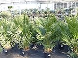 Palme 80 cm Zwergpalme Chamaerops Humilis, winterhart bis -12°C