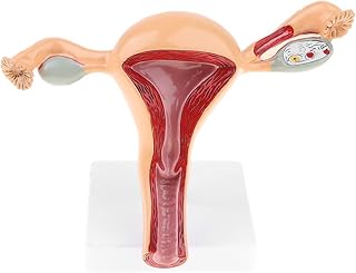 Female Uterus Anatomical Model Gynecology Genital Organ Structure Model Human Reproductive System Uterine Ovary Vaginal Teaching Tool for Medical Demonstration