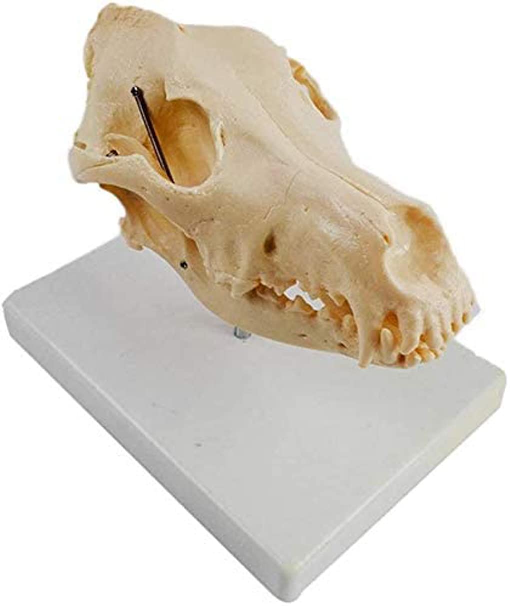 Amazon.co.jp: 犬の頭蓋骨モデル本物の犬の標本動物の骨格犬の骨格の骨