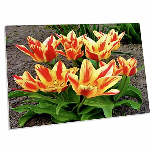 3dRose Orange Yellow Tulips - Alfombrilla de Escritorio