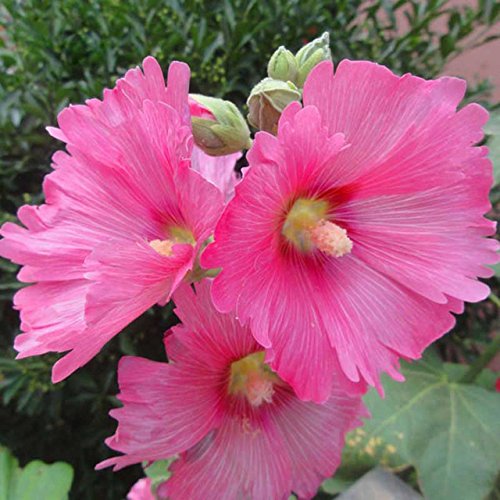Futaba Alcea Flower Seeds-Pink-30Pcs