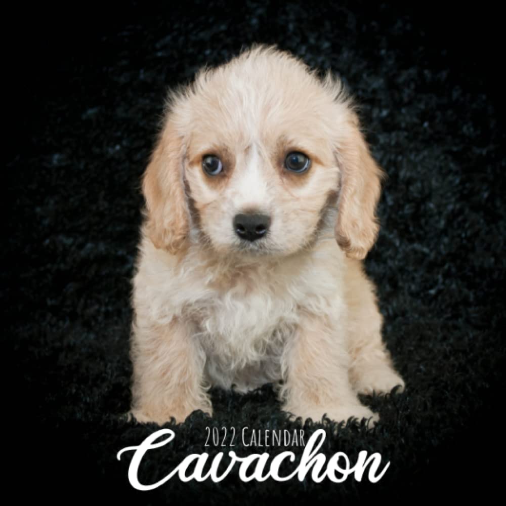 Cavachon Calendar 2022: Perfect for Daily Notes and Planning | 12 Months 2022 calendar | Dogs Calendar 2022