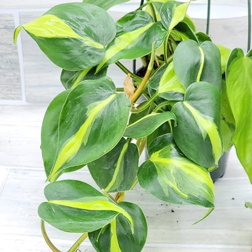 Philodendron Brazil aka Philo Brasil Sweetheart Live Rare Exotic ...