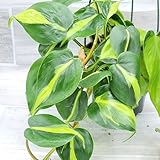 Philodendron Brazil aka Philo Brasil Sweetheart Live Rare Exotic Tropical Indoor House Plants in Nursery Plant Pot Housewarming Gift Decoration for Home and Office by 3exoticgreen (4' Pot)