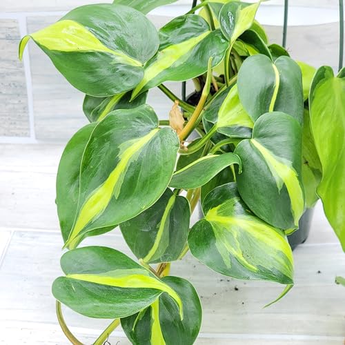Philodendron Brazil aka Philo Brasil Sweetheart Live Rare Exotic Tropical