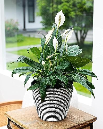Garden Art (Pack of 1 Fiber Pot Outdoor,Indoor Decor,Plants Pots for Your Home,Unbreakable,Durable, Kitchen Planters GA-02C-008 (Rock Gray D-25)