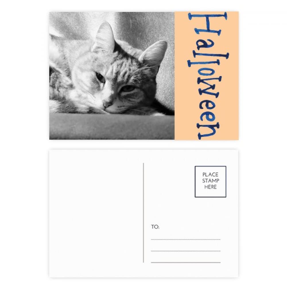 Cartes postales Halloween chat gris lot de 20 pour invitations