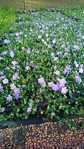 Bodendecker Vinca minor T.B.9 3-5 Triebe 25 St.