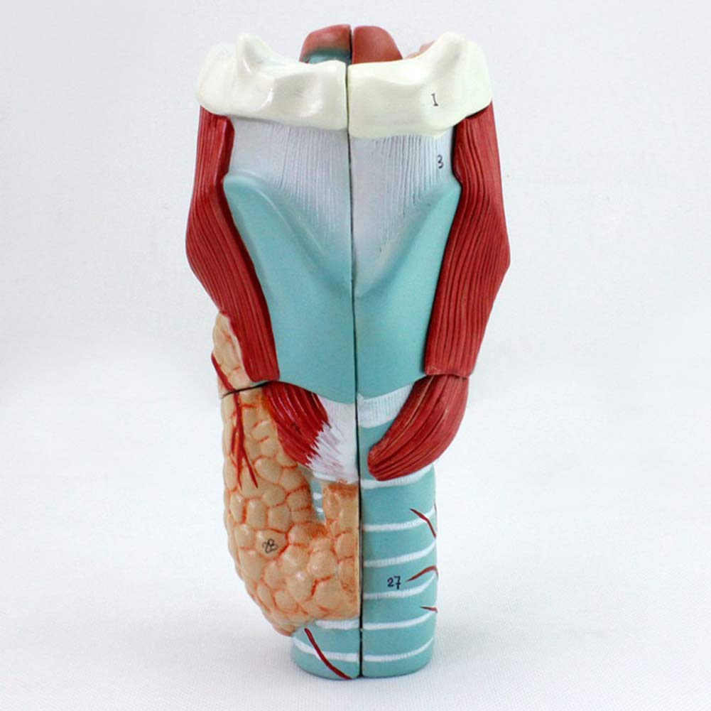 Buy Human Throat Model, Pharynx & Larynx Anatomical Chart, Human Larynx