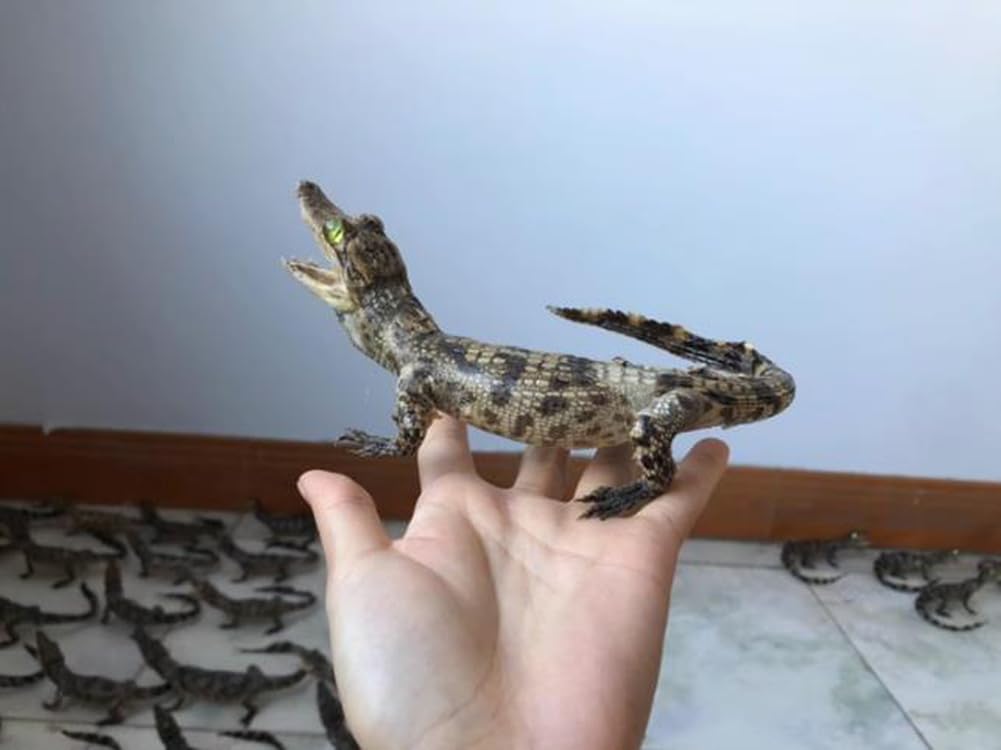 Coccodrillo Esemplare Ornamento Tassidermia Vero Alligatore Animali Crani Vere Ossa Esemplare Tassidermia Forniture per Scienza Educazione Fai da Te Home Office Decor