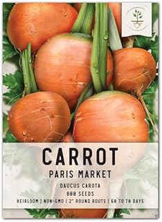 Seed Needs, Paris Market Carrot Seeds For Planting (Daucus carota) Single Package of 800 Seeds Each Non-GMO Untreated