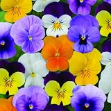Hornveilchen 'Trio', bunt, Farbe zufällig, Topf -Ø 12 cm, 6 Pflanzen
