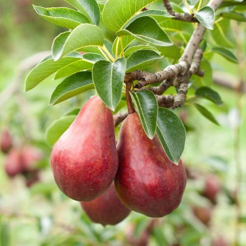 Pear Red William (Quince A) Fruit Tree - Sweet Red Pears - Easy to Grow - 4.5 Litre Pot x 2 - Thompson & Morgan