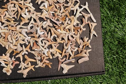 Image of Great Collection of Shark Teeth Fossil Shark Teeth Fossils for Kids Fossils from Morocco A248