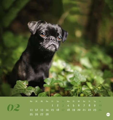 Mops. Was sonst! 2019 Postkartenkalender