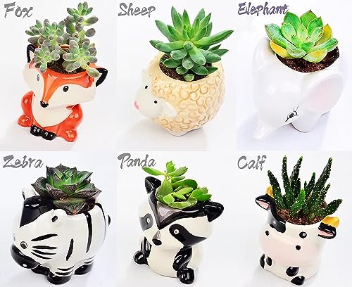 Melphoe 6Pcs Air Plant Holder Cartoon Shaped Small Succulent Pots Animal Planters Small Ceramic Pot Drainage for Mini Plant Cactus Flower, Tillandsia Air Fern, Display Stand Home, Office Desktop by Melphoe - Image 3
