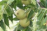 Schwarznuß Juglans nigra Pflanze 45-50cm...