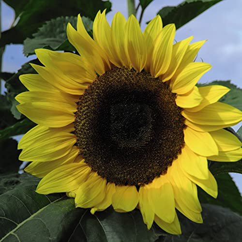 Sunflower 'Tall Timbers' Helianthus annuus Hardy Annual Easy to Grow Your Own Outdoor Garden Flower Plants (Approx. 30 Seeds) by Thompson and Morgan