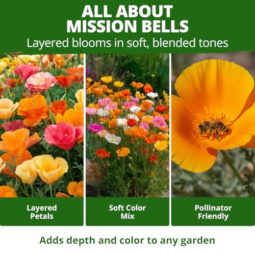 Image of HOME GROWN California Poppy Mission Bells 6000 Seeds (9g) - Flower Seeds for Planting Outdoors, Vibrant Spring & Summer Blooms, Drought Tolerant Annual for Sunny Gardens (Eschscholzia californica)