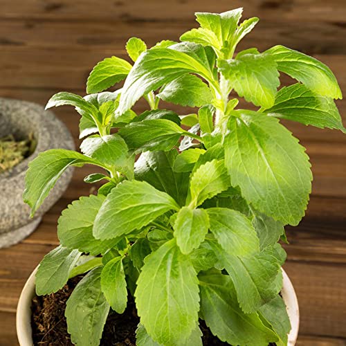semi di stevia - vecchie varietà resistenti balcone giardino 500pcs