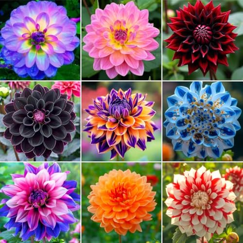 250+ Dwarf Dahlia Seeds Multi-Color Double Petal Ornamental Flower for Container Pot Backyard Patio Balcony Garden