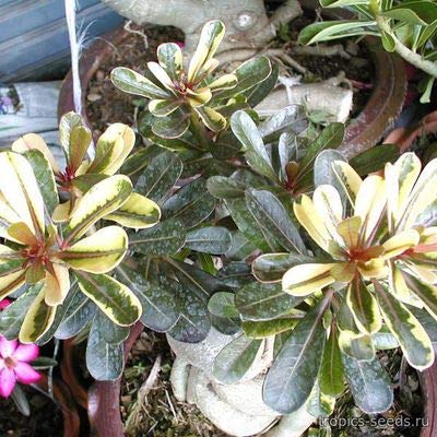 yqzAdenium Obesum Super Yellow Maple LeafAfjEEIxX[vAfjEq5 [sAi]