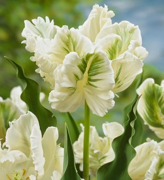 10 bulbos de tulipanes de loro para plantar, tulipanes perennes fáciles de cultivar (verde y blanco)