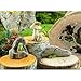 Top Collection Miniature Fairy Garden and Terrarium Mini Frogs on Mushrooms Statue
