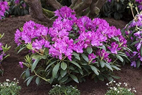 Rhododendron Roseum Elegans Alpenrose rosa 3040cm im Topf gewachsen