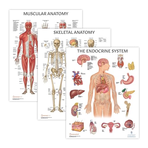 3 PACK Muscular, Skeletal, and Endocrine System Human Anatomy Poster Set, LAMINATED, Anatomy and Physiology, 17.3 x 22.5 Inches, Anatomical Diagram for Education Learning and Students