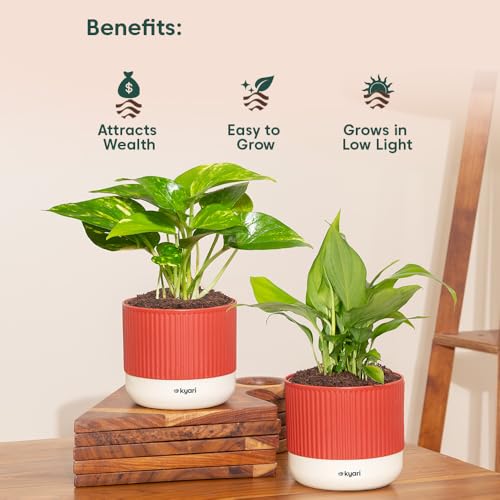 Image of Kyari Combo of 2 Indoor Plants - Money Variegated, Peace Lily with Red Brick Self Watering Pot 4 Inch - Live Plants for Home Decor, Living Room, Office Desk - Air Purifying Vastu Plant Set