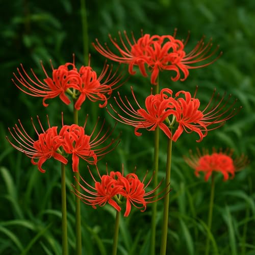 Red Spider Lily Bulbs for Planting (Lycoris Radiata) Fall Blooming Perennial (1 Bulb)