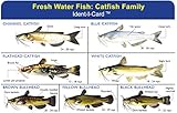 Catfish Family Ident-I-Card - Freshwater Fish Identification Card