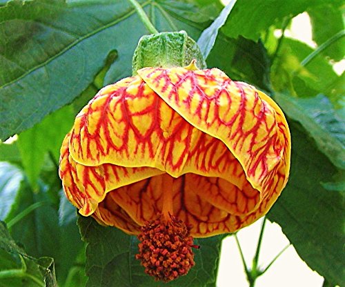 Live Abutilon Flowering Maple Chinese Lantern Starter Plants - Tiger Eye Plant in 2.5" Pot | Fast-Growing Blooms.