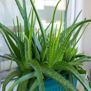 100pieces Green Aloe Vera Plant Seeds