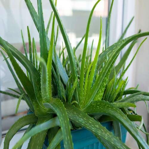 100pieces Green Aloe Vera Plant Seeds