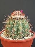 melocactus matanzanus Successo garantito in giardino: che tu abbia un giardino idroponico indoor o un appezzamento all'aperto, i nostri semi sono perfetti per qualsiasi ambiente. Con un tasso di germinazione superiore dimostrato da vari test, goditi i semi freschi per coltivare cibo tutto l'anno.
