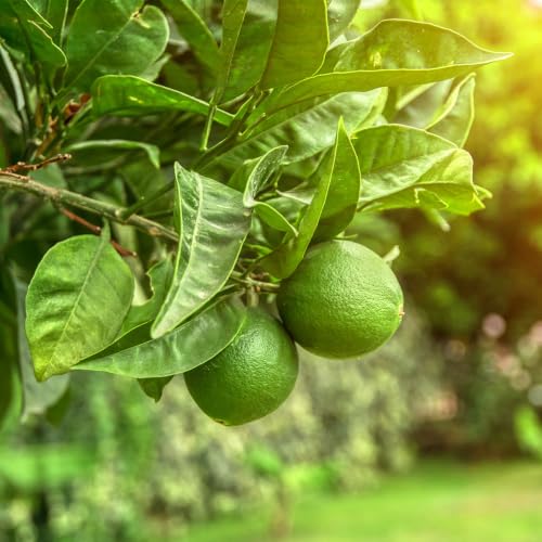 Image of YouGarden Large Citrus Lime Tree with Fruit, 4 Litre Pot, 70-90cm Tall, Supplied Garden Ready to Plant, Grow Your Own, Already in Fruit
