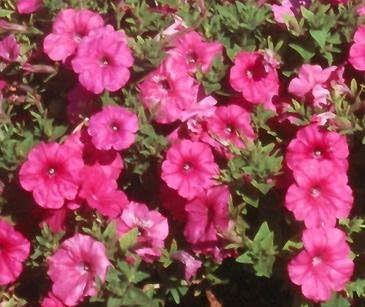 Petunia Laura Bush Pink 2,000 Seeds
