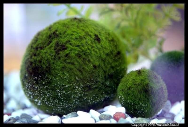 Amazon.co.uk moss balls for aquarium