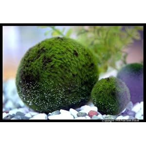 Marimo moss Balls – Healthy Fluffy Green Java Moss Balls Aquarium X 5