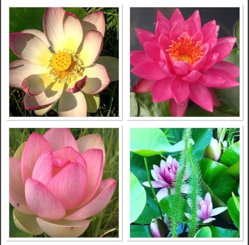 Mélange de graines de lotus 30 graines Nelumbo nucifera résistantes à l'hiver et robustes, lotus de bassin