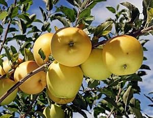 Etechondra 255210 Gelbe Apfelfruchtsamen (100 Stück)