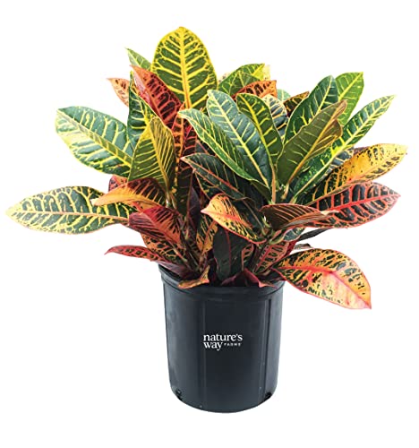 Nature’s Way Farms Croton Petra Live Plant (25-30in. Tall) in Growers Pot