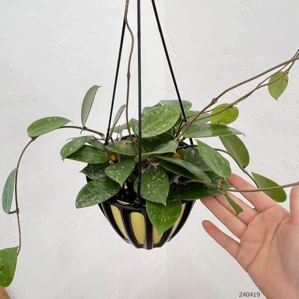 週末セール極めて希少種ホヤ パラディセア hoya paradisea ⑥ 週末