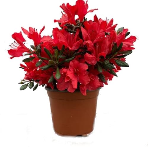 Azalea Natural Arbusto de Exterior de Fácil Cuidado